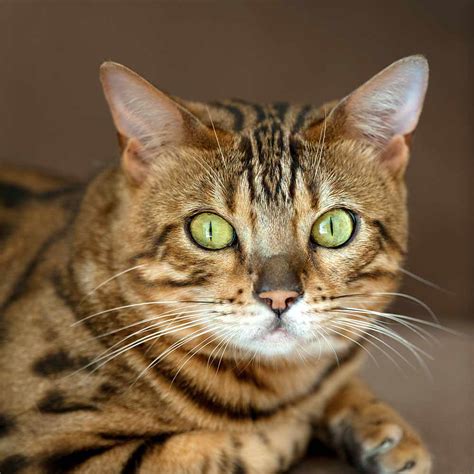Toyger kitten - The Toyger is a new and rare cat breed created to look like a miniature tiger. Learn how to care for Toyger kittens and cats here.